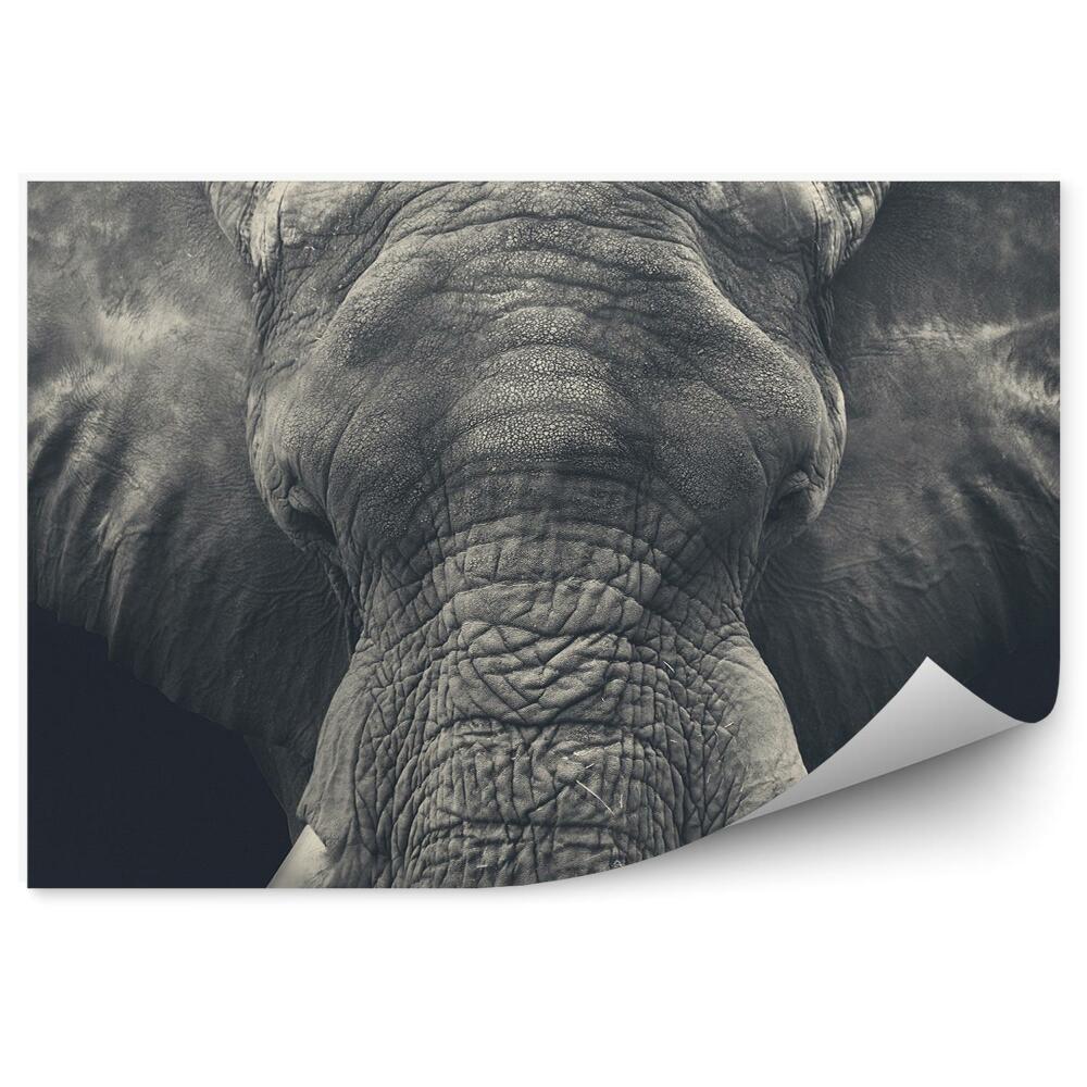Fototapet vintage Fotografie De Prim-Plan Cu Elefant African