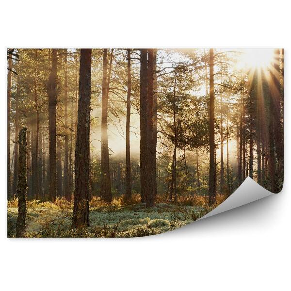 Fototapet perete Pădure De Conifere În Soarele Dimineții