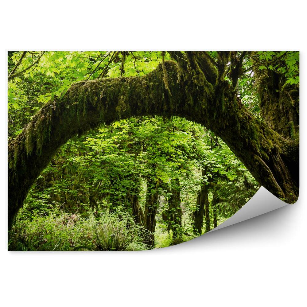 Fototapet Arc Natural Peste Arborele Drumului