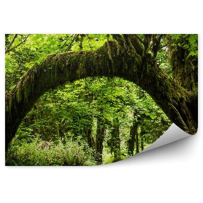 Fototapet Arc Natural Peste Arborele Drumului