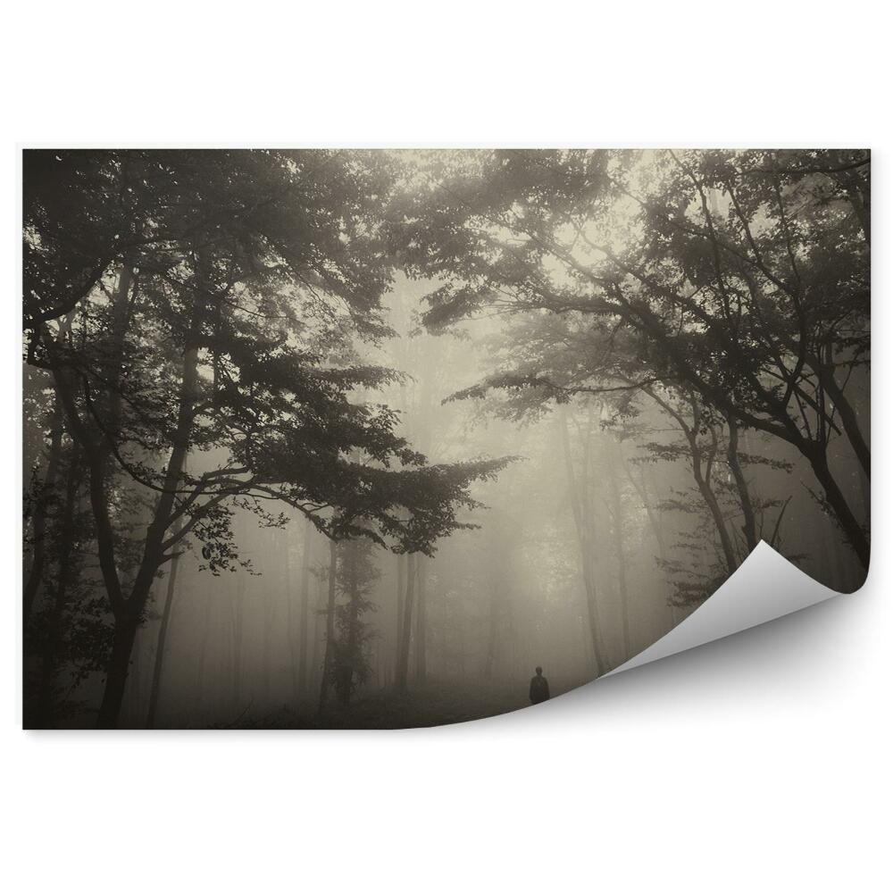 Fototapet perete Pădure Copaci Ceață Om Cale Noroi