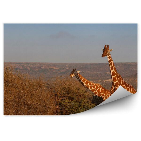 Decor fototapet Girafele care călătoresc ramurile din Kenya Africa