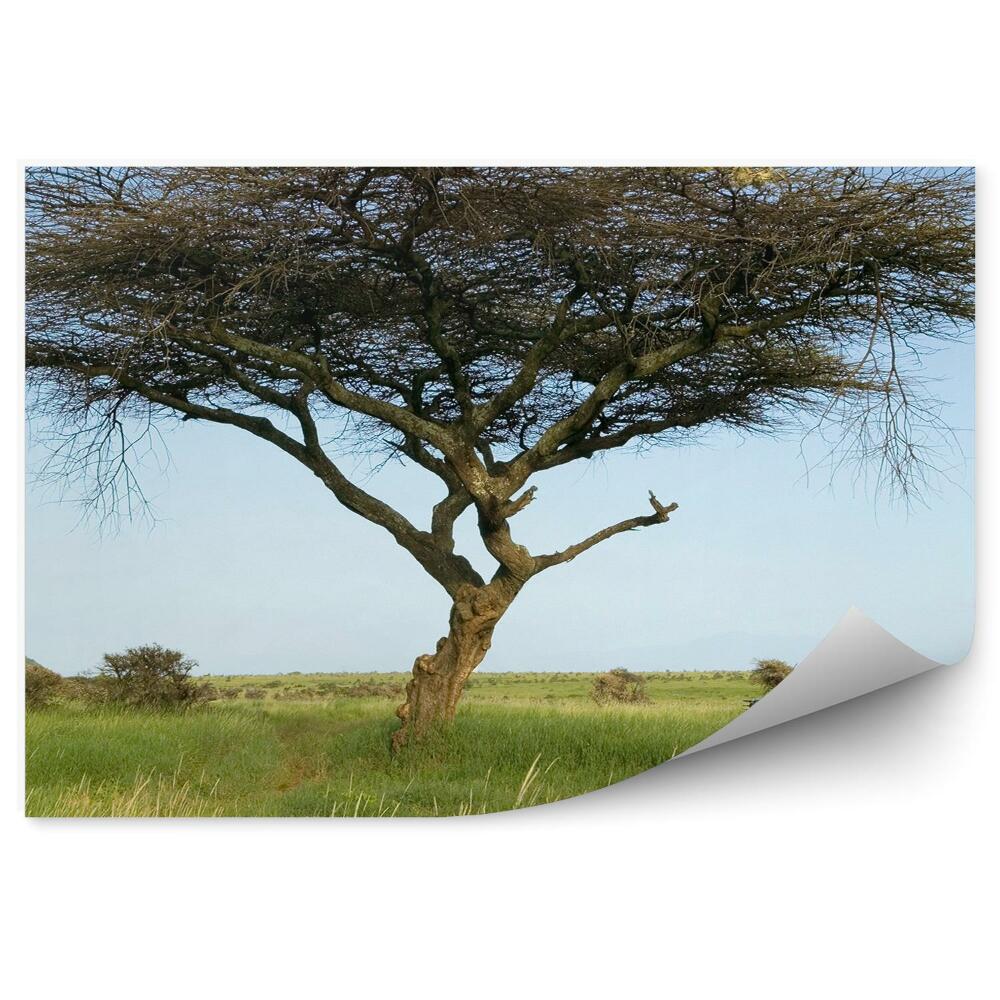 Decor fototapet Ghid De Safari Salcâm Plante Iarbă Cer