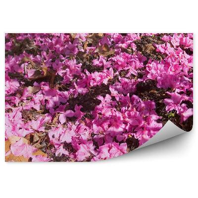 Fototapet vintage Azalee roz de la Washington