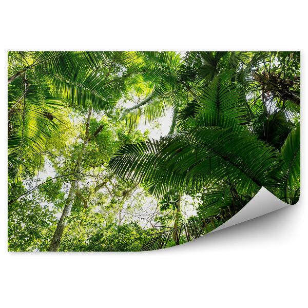 Fototapet vintage Frunze De Palmier Junglă Copaci Amazon