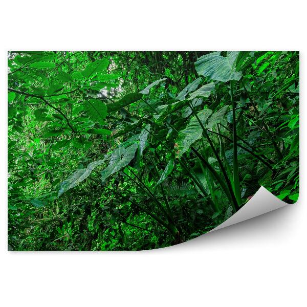 Decor fototapet Pădurea Tropicală Amazon Pleacă