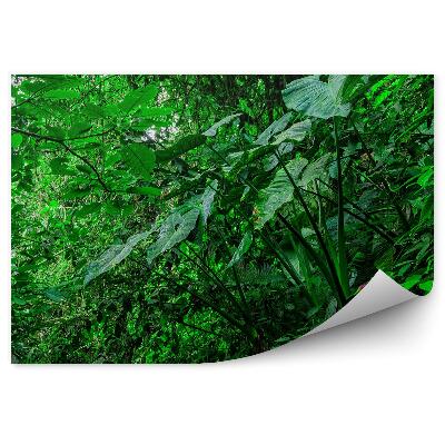 Decor fototapet Pădurea Tropicală Amazon Pleacă