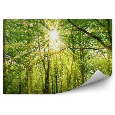 Fototapet perete Soarele Strălucește Prin Vârfurile Copacilor