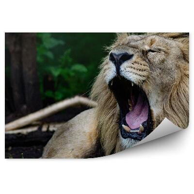Fototapet perete Leu Care Răcnește