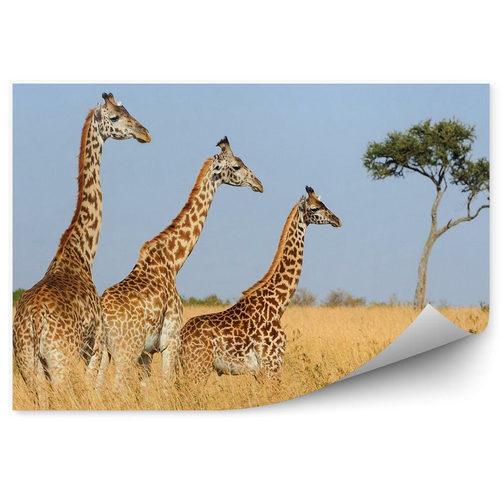 Fototapet Grup de girafe copaci iarba uscata