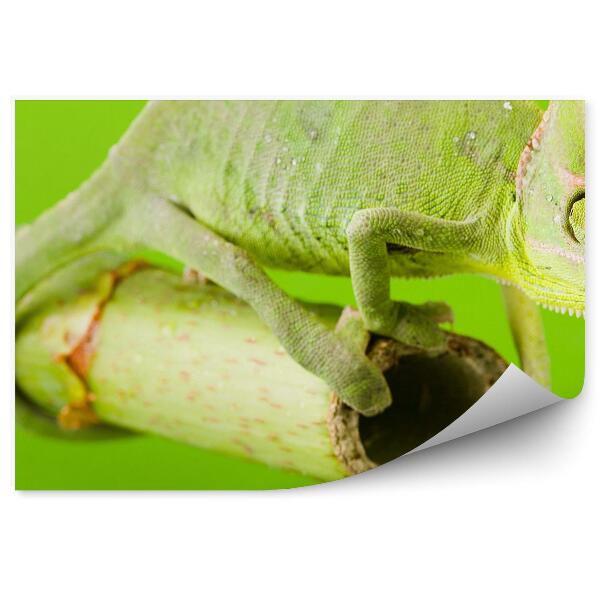 Fototapet vintage Cameleon Verde Pe Un Băț
