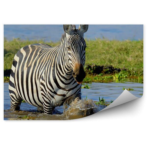 Fototapet perete Zebra Din Kenya