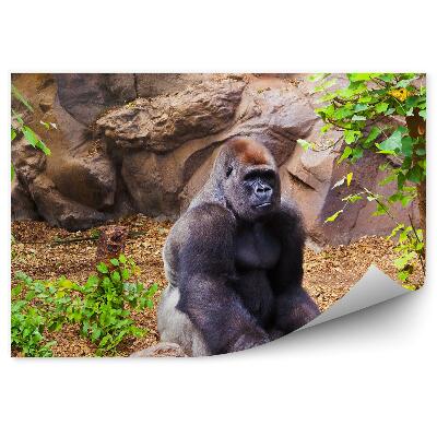 Decor fototapet Gorilă Așezată Pe O Piatră