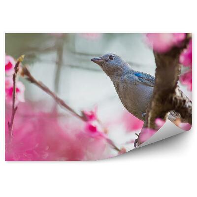 Fototapet pentru perete Arborele de pasăre albastru cu flori de cireș roz