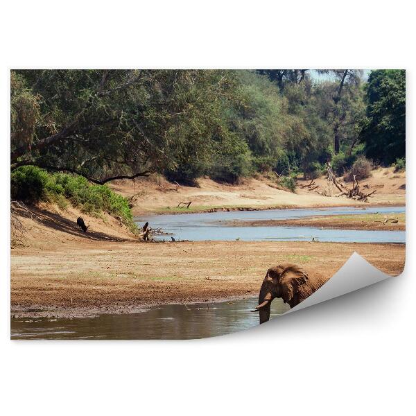 Decor fototapet Parcul național de arbori de apă pentru elefanți africani