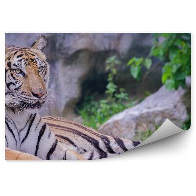 Fototapet vintage Un Tigru Culcat Pe Fundalul Stâncilor