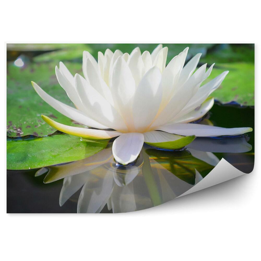 Decor fototapet Floare de lotus albă frunze verzi apă