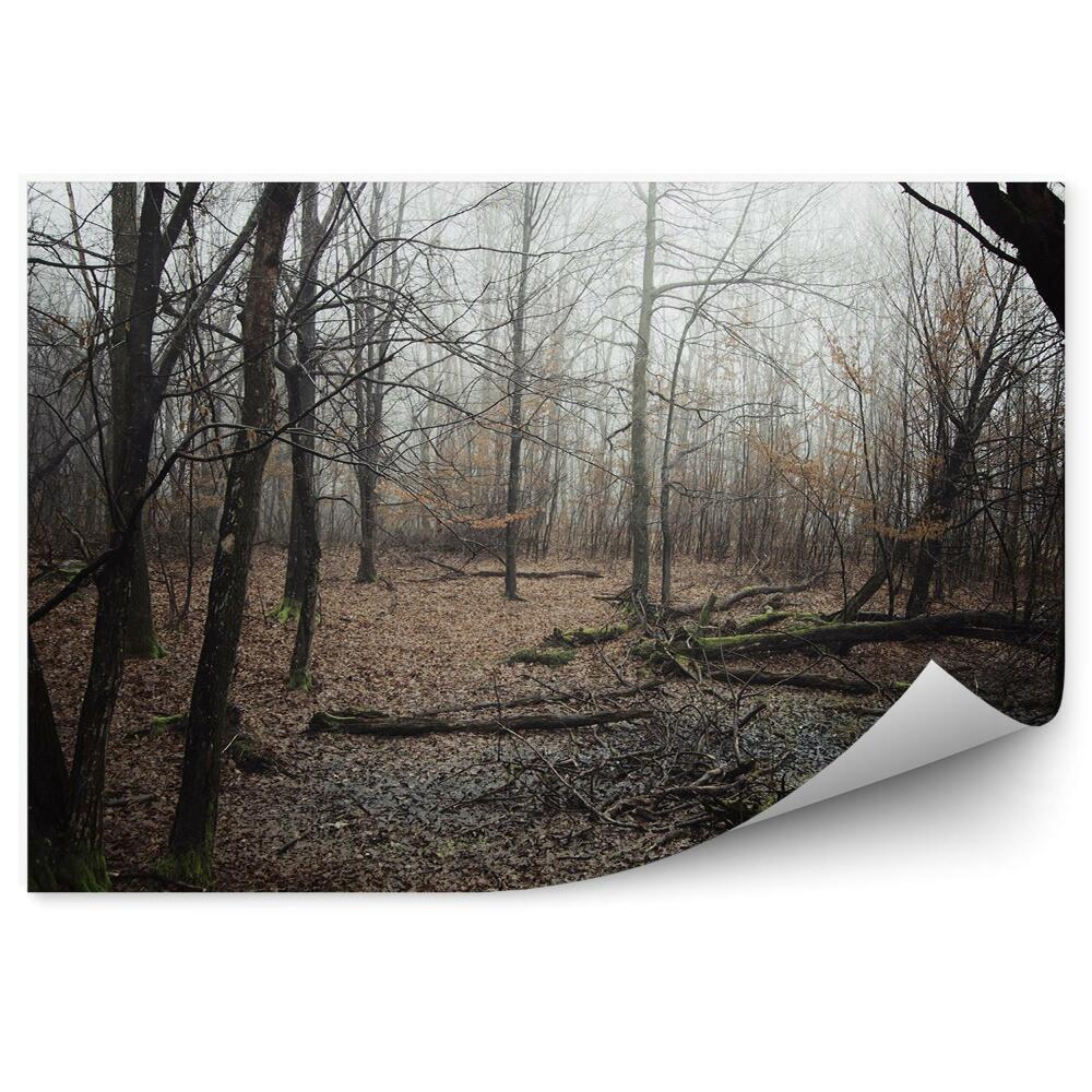 Decor fototapet Pădure Spartă Copaci Ceață