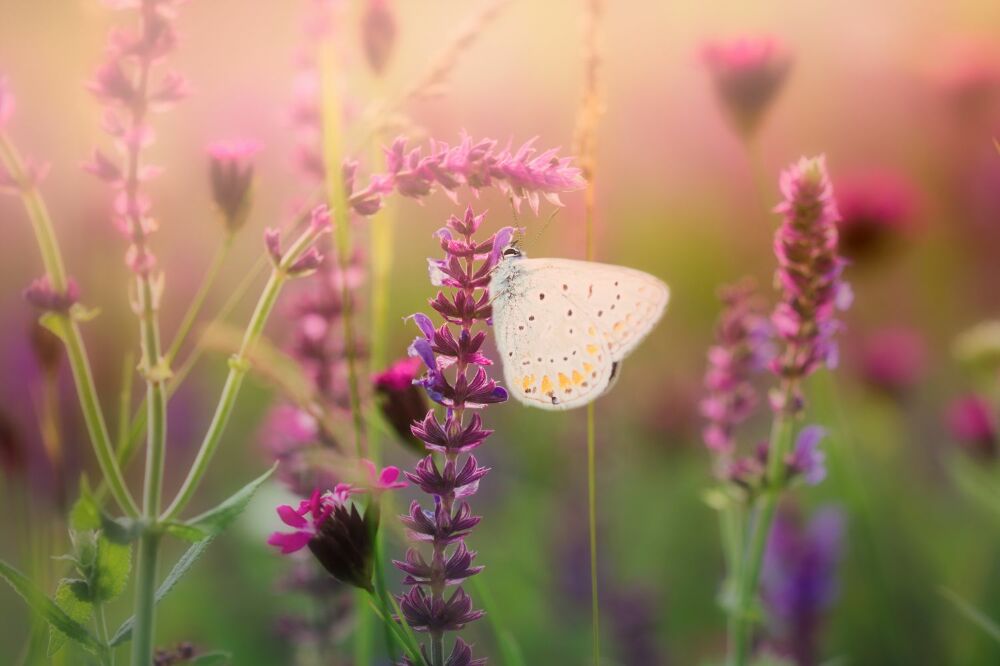 Fototapeta Motyl na łące kwiaty