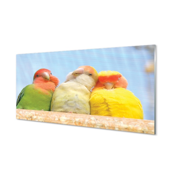 Tablou sticlă Trei Papagali Colorați