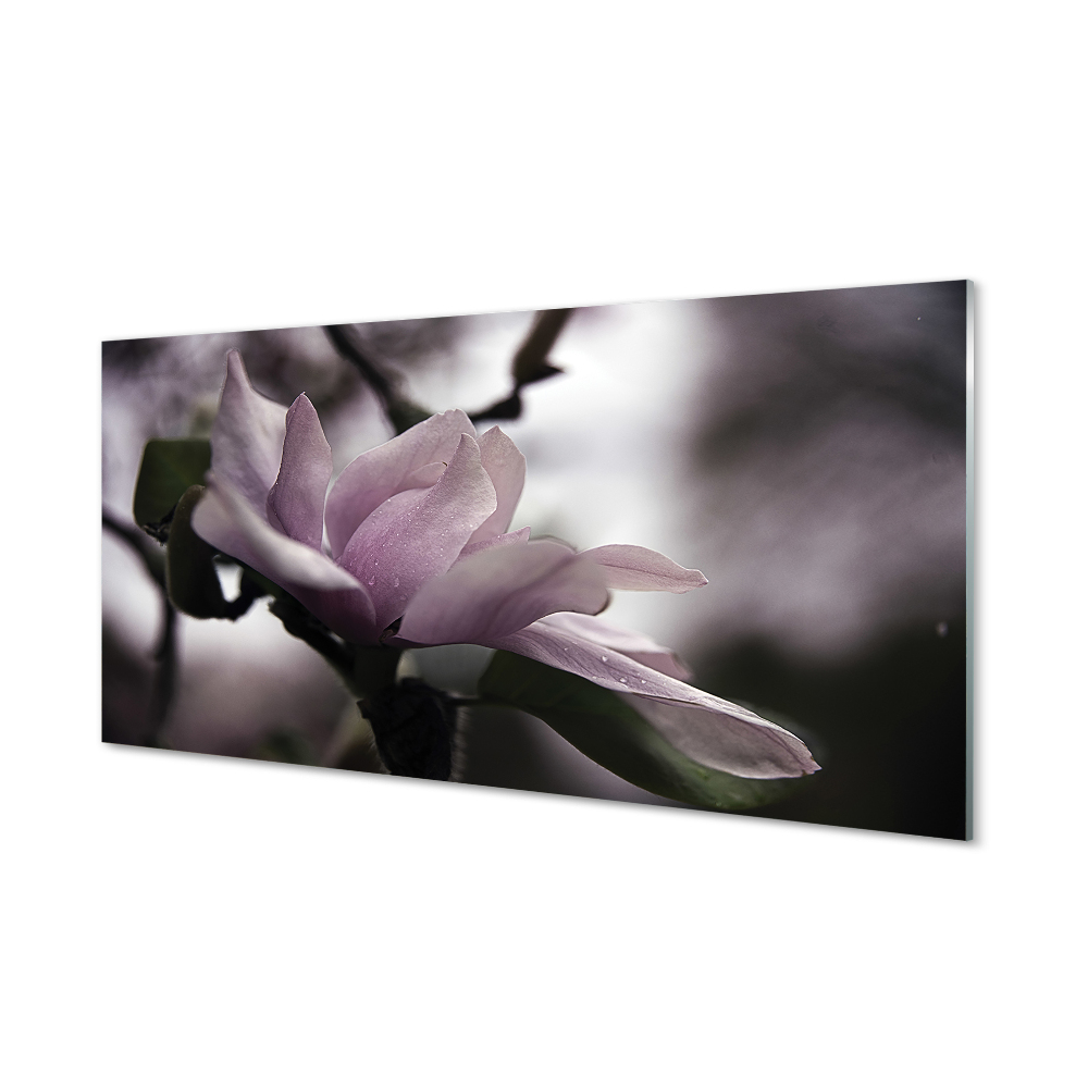 Fotografie imprimată pe sticlă Magnolia Gri