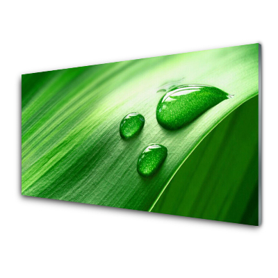 Transparenţă Rosa Kropa Pleacă