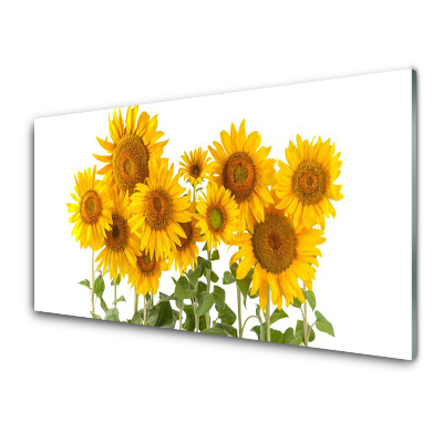 Transparenţă Flori De Floarea Soarelui