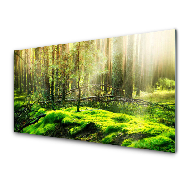 Transparenţă Arbori Pădure Muschi