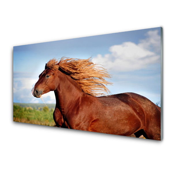 Transparenţă Galop De Cal