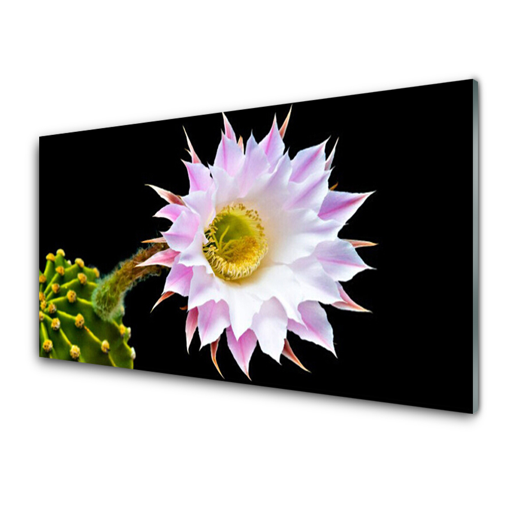 Transparenţă Floare De Cactus