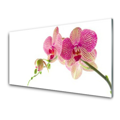 Transparenţă Flori Planta