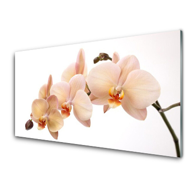 Transparenţă Flori Planta