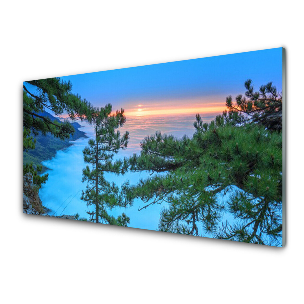 Transparenţă Vârfurile Copacilor În Pădure