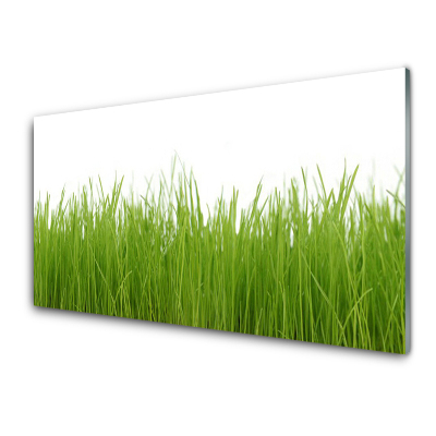 Transparenţă Iarbă Tânără Natură