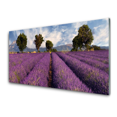 Transparenţă Câmp De Lavandă Și Copaci