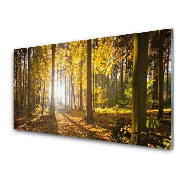 Transparenţă Frunze De Toamnă De Pădure