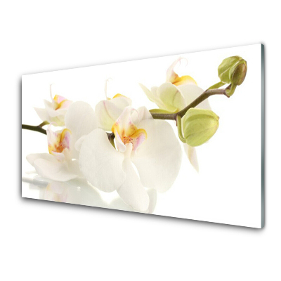 Transparenţă Orhidee Pe Tulpină