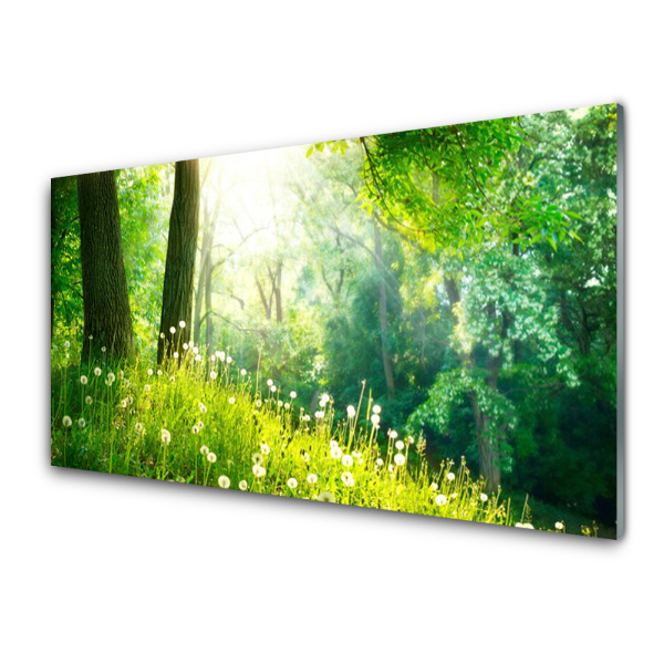 Transparenţă Plantă Natura Lunca