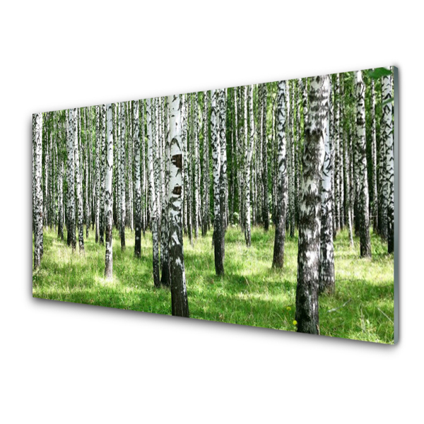 Transparenţă Iarbă Verde De Pădure De Mesteacăn