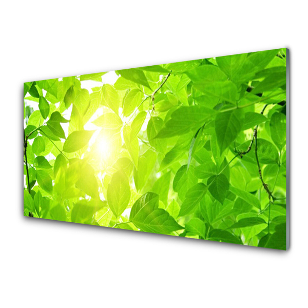 Transparenţă Frunze Natura Soare Plantă