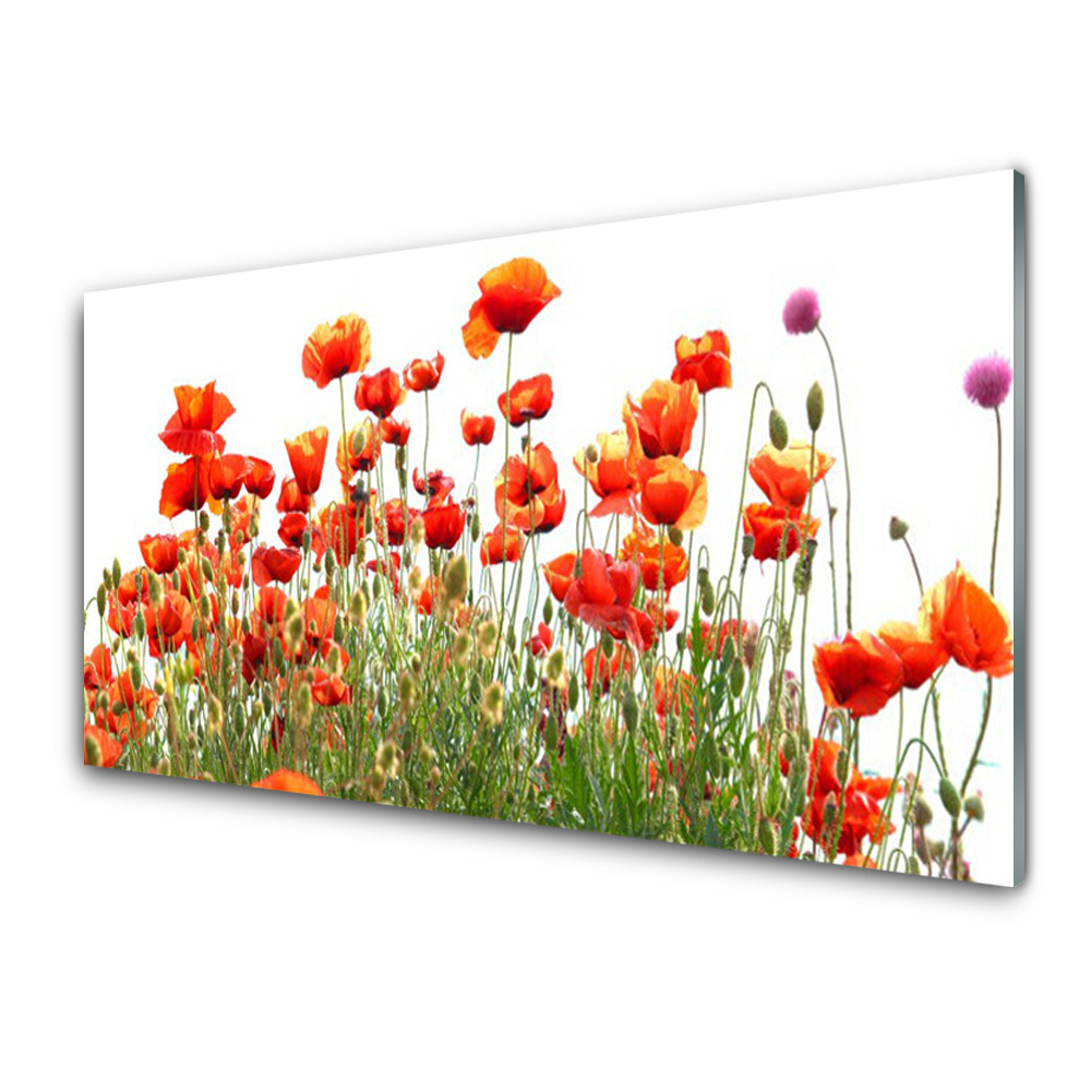 Transparenţă Macii Plant Natura