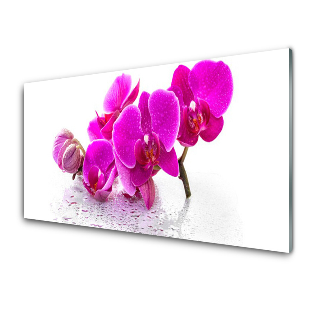 Transparenţă Orhidee Fucsia