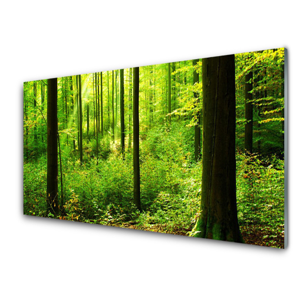 Transparenţă Trunchiuri De Copaci Într-O Pădure Verde