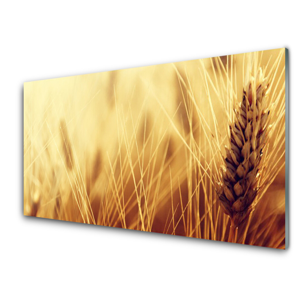 Transparenţă Grâu Plant Natura