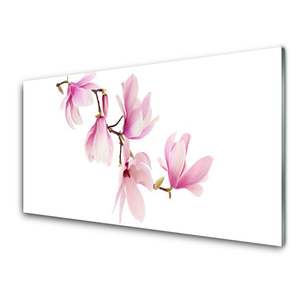 Transparenţă Flori De Magnolie Fundal Alb