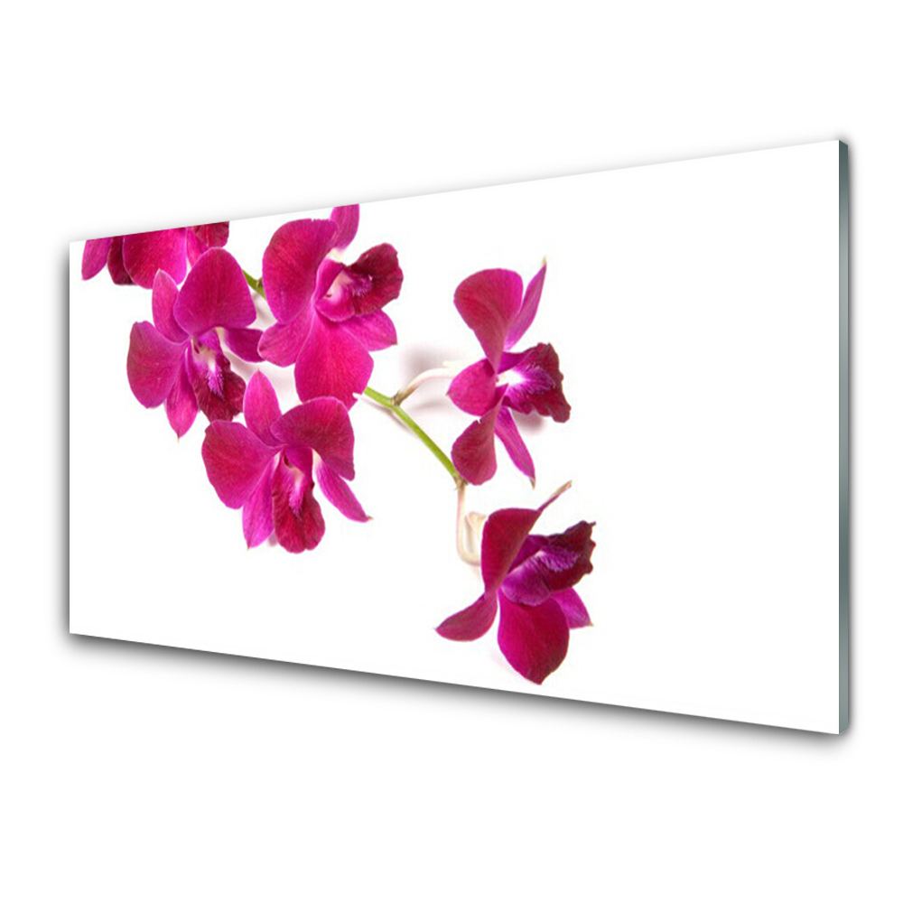 Transparenţă Fundal Alb Cu Orhidee Fuchsia