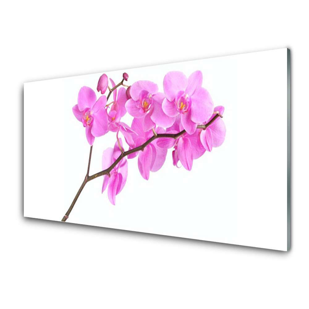 Transparenţă Flori Roz Plant Natura