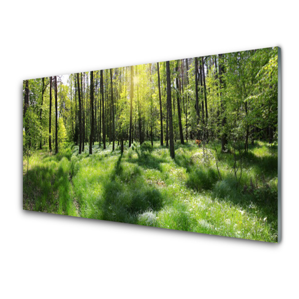 Transparenţă O Poiană În Pădure
