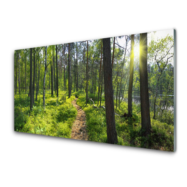 Transparenţă Pădure Cărare Natura