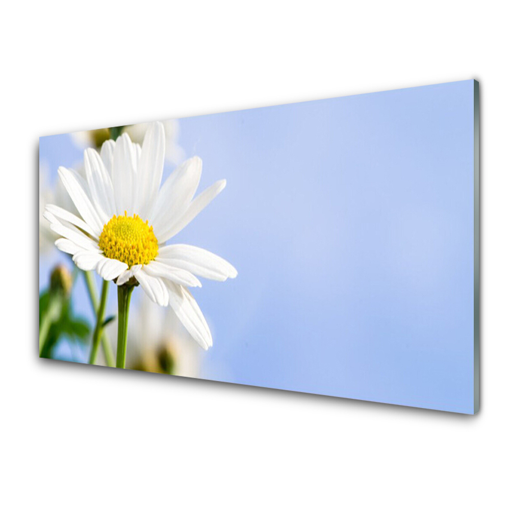 Transparenţă Daisy Natura Fundal Albastru